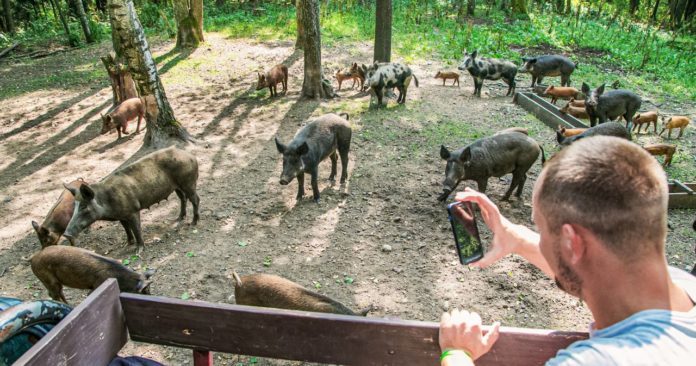 Bezkrwawe Safari