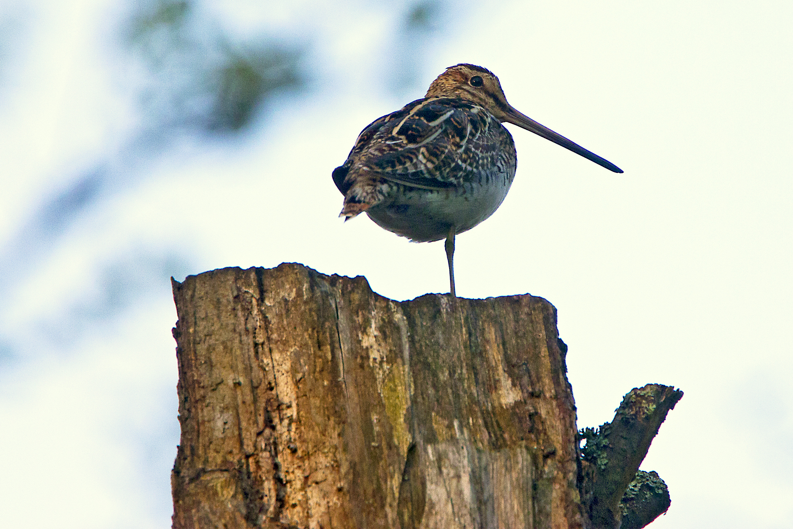 Jednym z gatunków ptaków zamieszkujących rezerwat przyrody Bagno Koziana jest kszyk