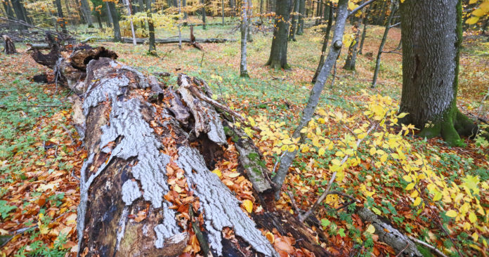 Rezerwat przyrody Dębowo