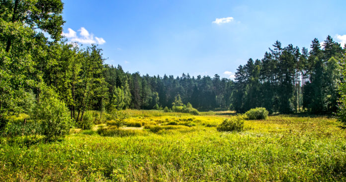 Rezerwat przyrody Jezioro Orłowo Małe