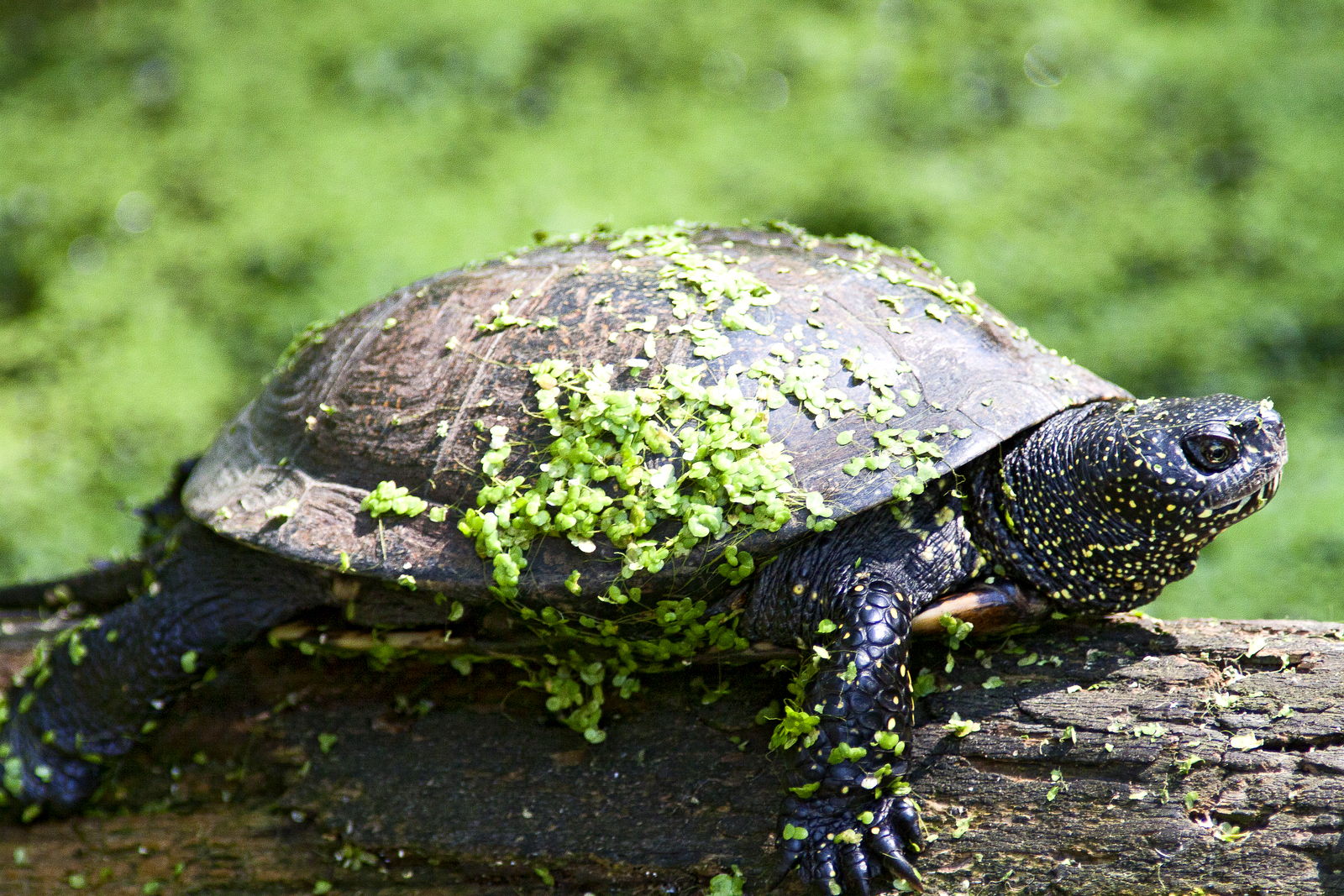 Żółw błotny – jedyny krajowy gatunek żółwia