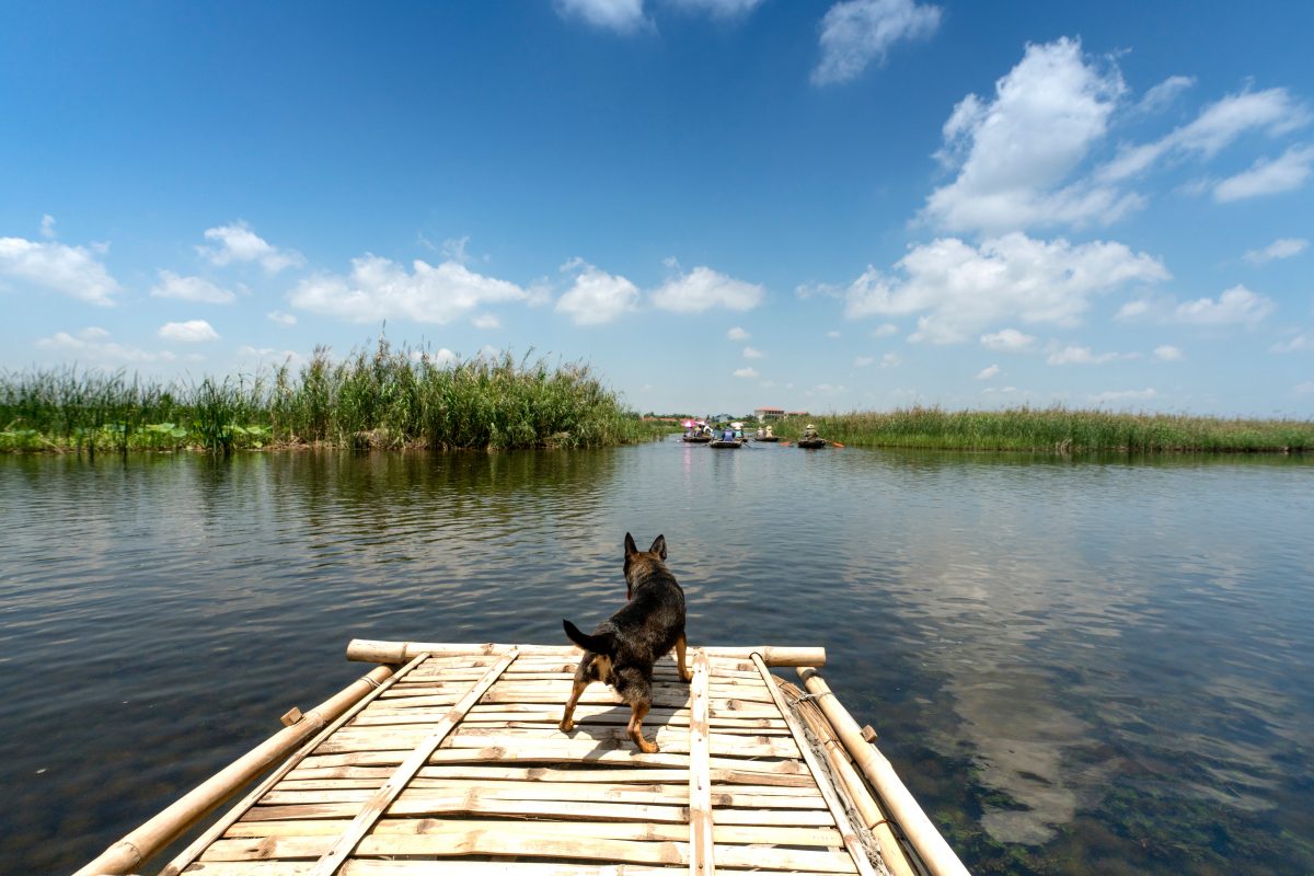 Zdjęcie przedstawia psa w typie owczarek niemiecki stojącego na drewnianym pomoście nad jeziorem.