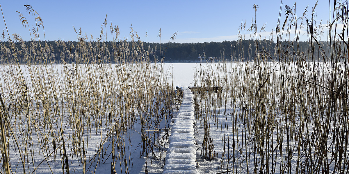 Zdjęcie przedstawia wąski ośnieżony pomost na jeziorze, a z zamarzniętego i ośnieżonego jeziora wyłania się trzcina. 