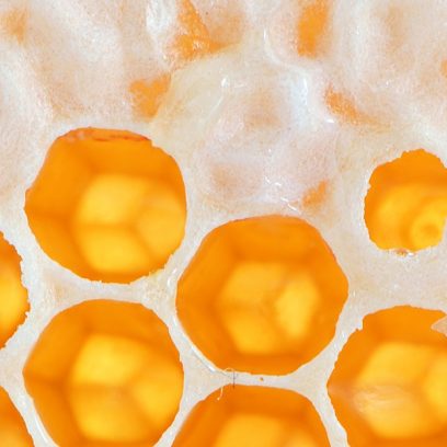 Zbliżenie plastra miodu, żółtych sześciokątnych komórek budowanych przez pszczoły z wosku. Pomiędzy komórkami biała ciecz.   
