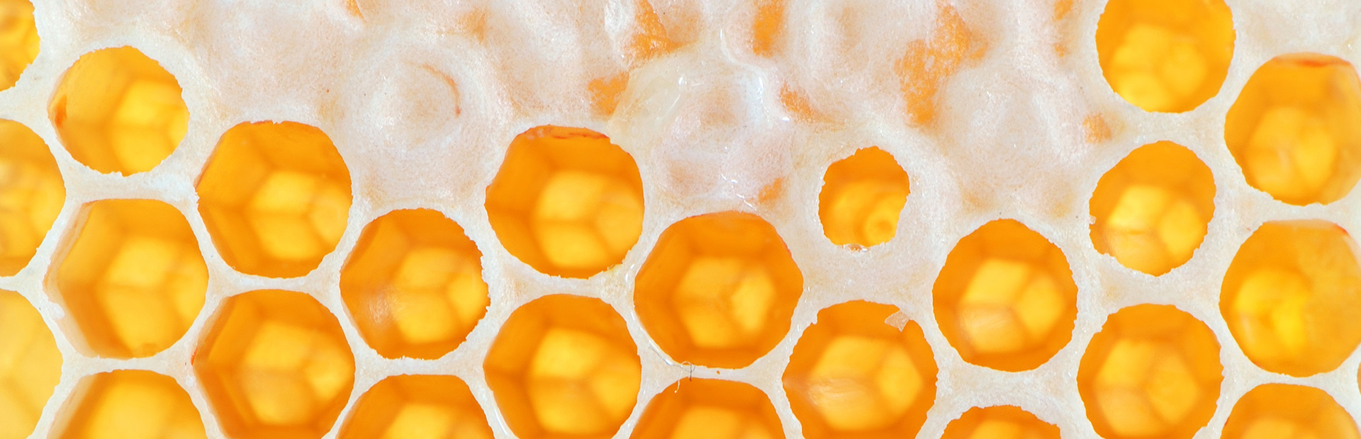 Zbliżenie plastra miodu, żółtych sześciokątnych komórek budowanych przez pszczoły z wosku. Pomiędzy komórkami biała ciecz.   