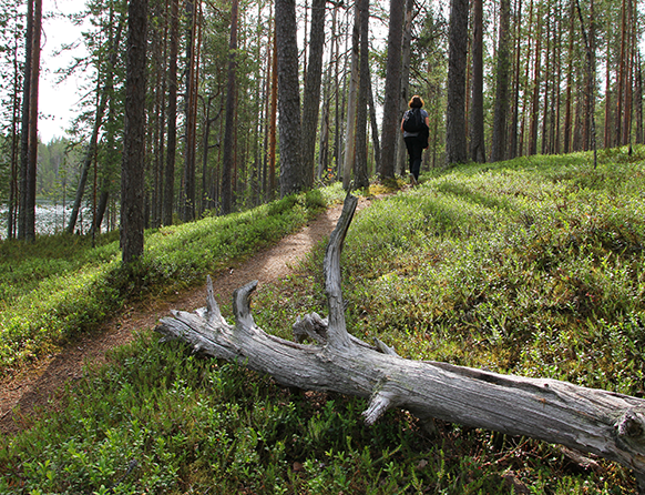 Zdjęcie przedstawia pieszą ścieżkę w lesie w miejscowości Jabłoń, którą spaceruje ubrana na sportowo kobieta. W oddali widać fragment jeziora. Na ziemi leży wyschnięty siwy konar drzewa.