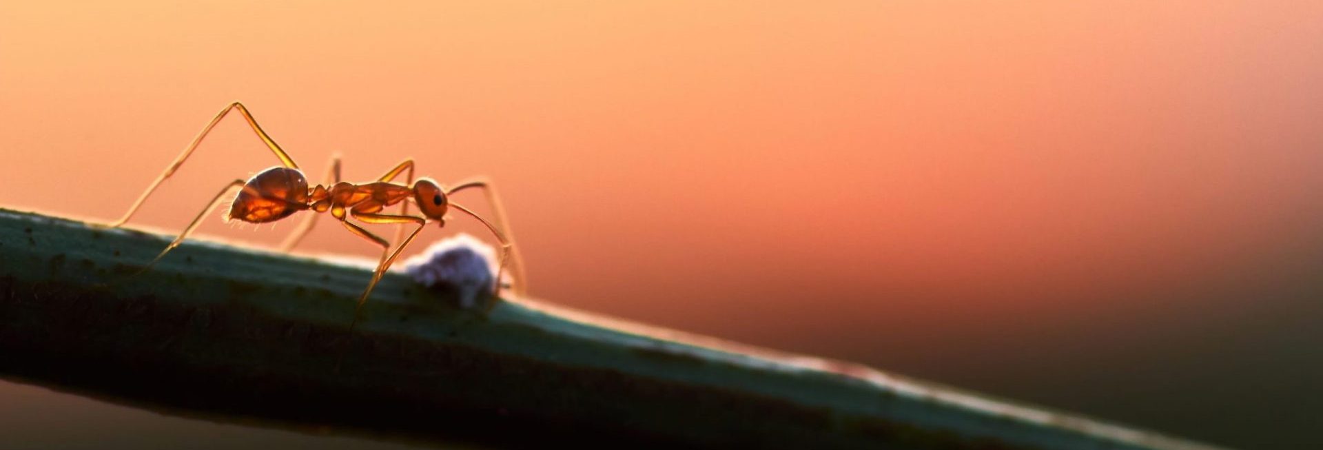 Zdjęcie przedstawia mrówkę idącej po łodydze rośliny. 