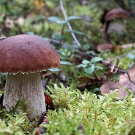 Zdjęcie grzyba prawdziwka rosnącego w lesie pośród mchu i liści.  
