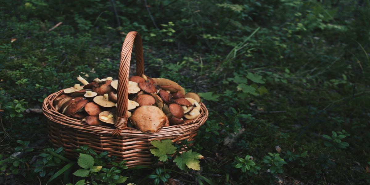 Zdjęcie pełnego koszyka grzyba w lesie.   