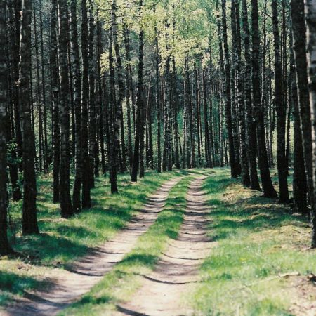 Zdjęcie drogi leśnej biegnącej wśród lasu brzozowego.