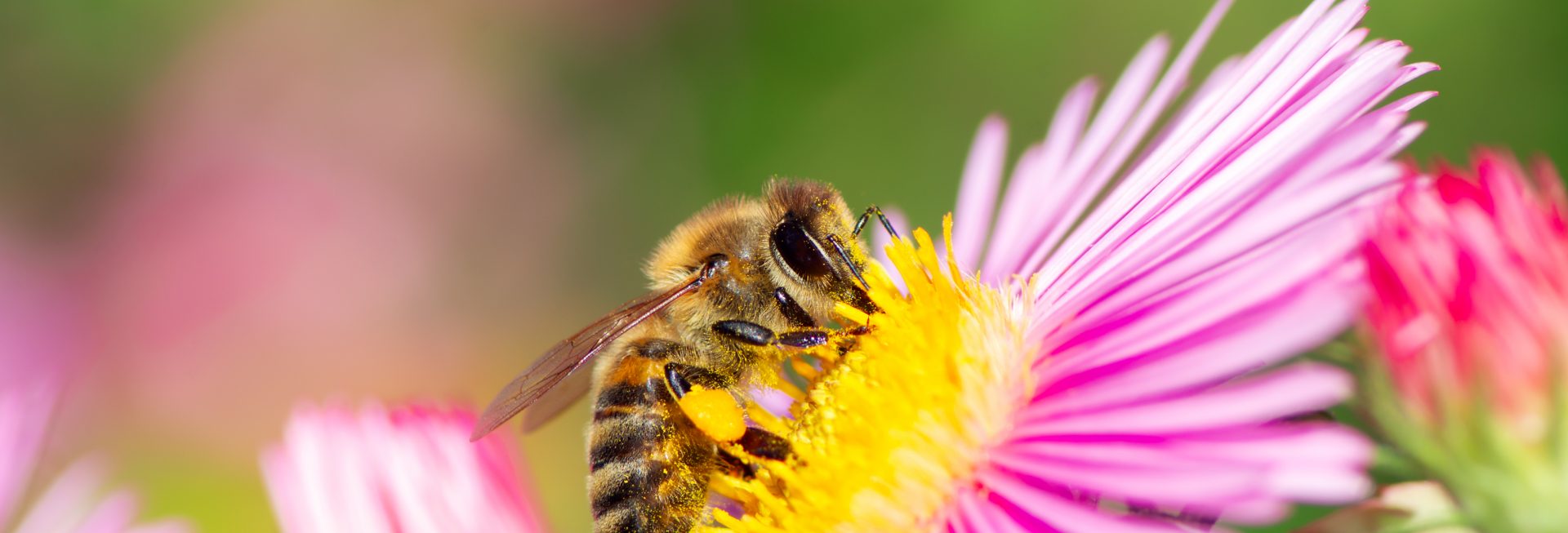 Zdjęcie pszczoły miodnej zbierającej nektar z różowego kwiatku.