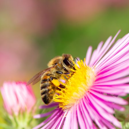 Zdjęcie pszczoły miodnej zbierającej nektar z różowego kwiatku.