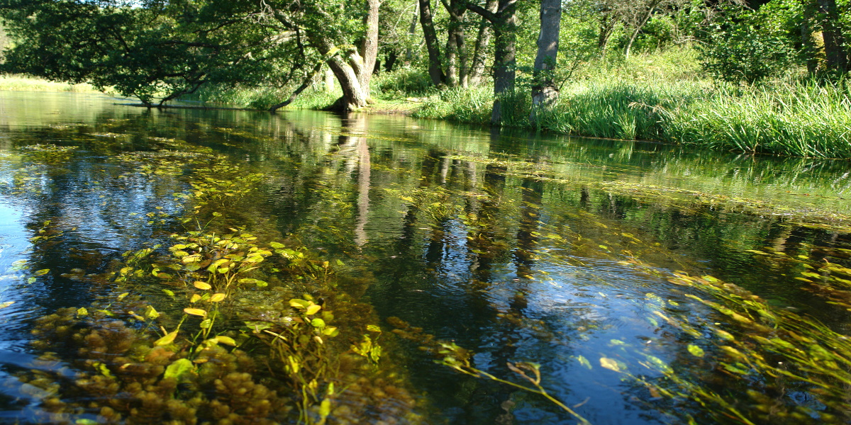 Rzeka Łyna latem.  