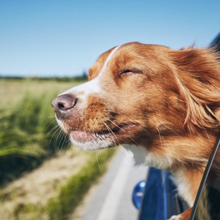 Pies wyglądający z okna samochodu podczas jazdy.