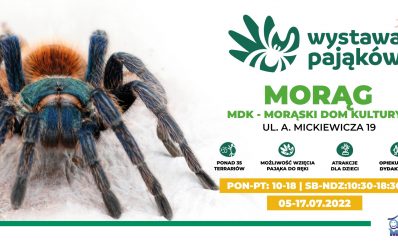 Plakat graficzny zapraszający do Morąga na wystawę pająków Morąg 2022.