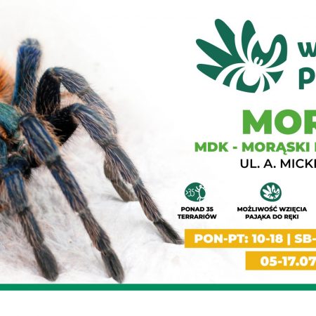 Plakat graficzny zapraszający do Morąga na wystawę pająków Morąg 2022.