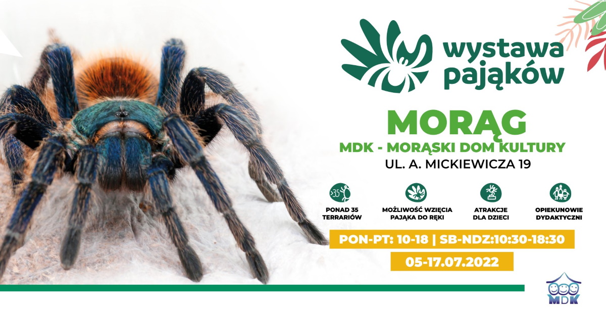 Plakat graficzny zapraszający do Morąga na wystawę pająków Morąg 2022.