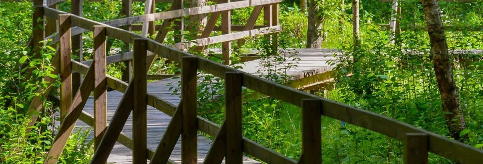 Zdjęcie zapraszające do Arboretum w Kudypach pod Olsztynem na Spotkanie - Zakochaj się w leśnym ogrodzie botanicznym w Kudypach.  