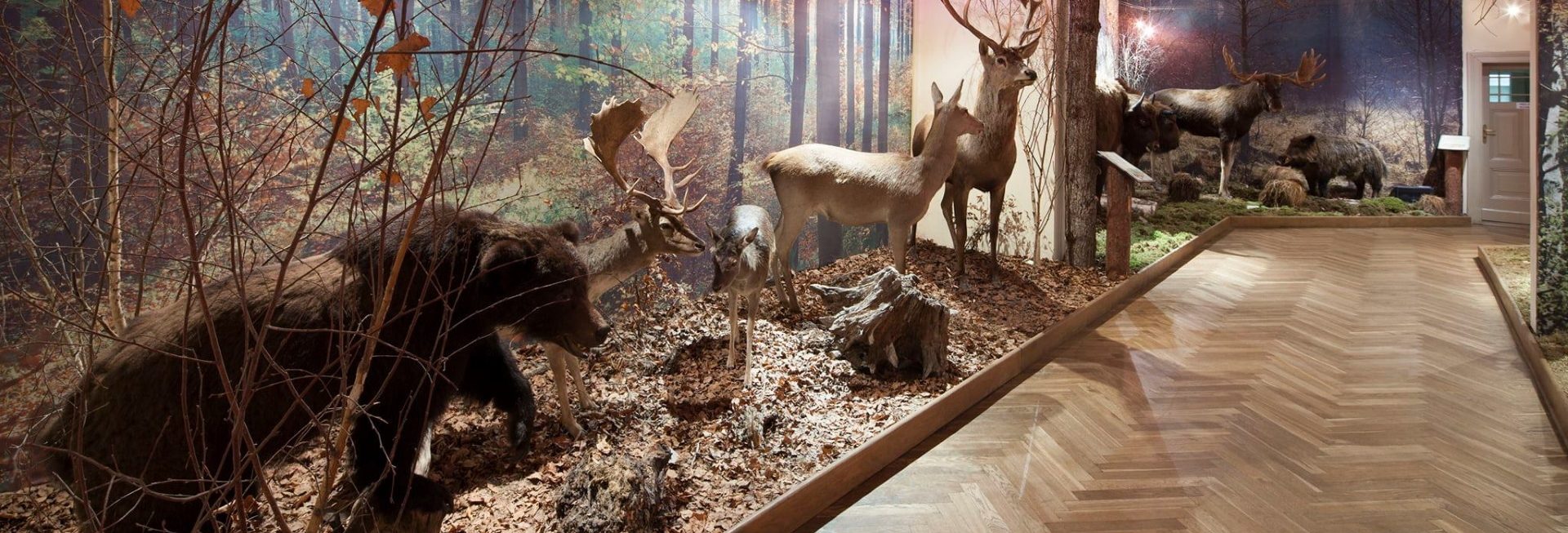 Zdjęcie Muzeum Przyrody w Olsztynie. 