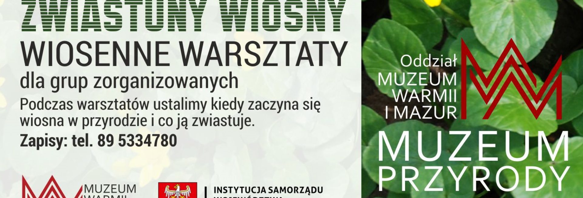 Plakat zapraszający w dniach 1-31 marca 2023 r. do Muzeum Przyrody w Olsztynie na Wiosenne warsztaty "Zwiastuny wiosny" Muzeum Przyrody Olsztyn 2023.