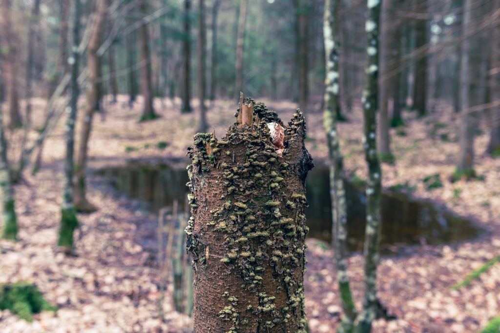 Zdjęcie zapraszające do miejscowości Łękuk Mały gminie Wydminy na kolejną edycję Wilczego Festiwalu Folwark Łękuk - Puszcza Borecka. fot. www.mikrowyprawy.com.pl 