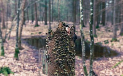 Zdjęcie zapraszające do miejscowości Łękuk Mały gminie Wydminy na kolejną edycję Wilczego Festiwalu Folwark Łękuk - Puszcza Borecka. fot. www.mikrowyprawy.com.pl 