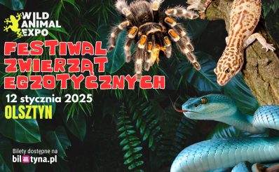 Plakat zapraszający w niedzielę 12 stycznia 2025 r. do Olsztyna na festiwal zwierząt egzotycznych! - Wild Animal Expo Olsztyn 2025.