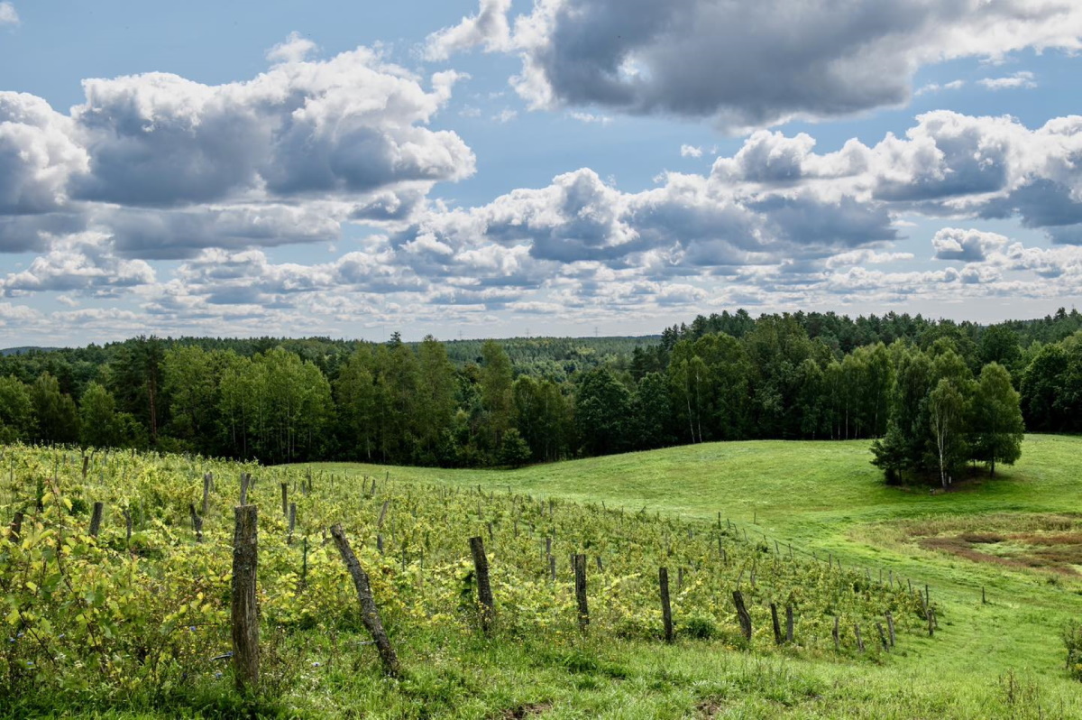 Plakat zapraszający w do miejscowości Barkweda w gminie Dywit na Warmińskie Święto Wina Barkweda.