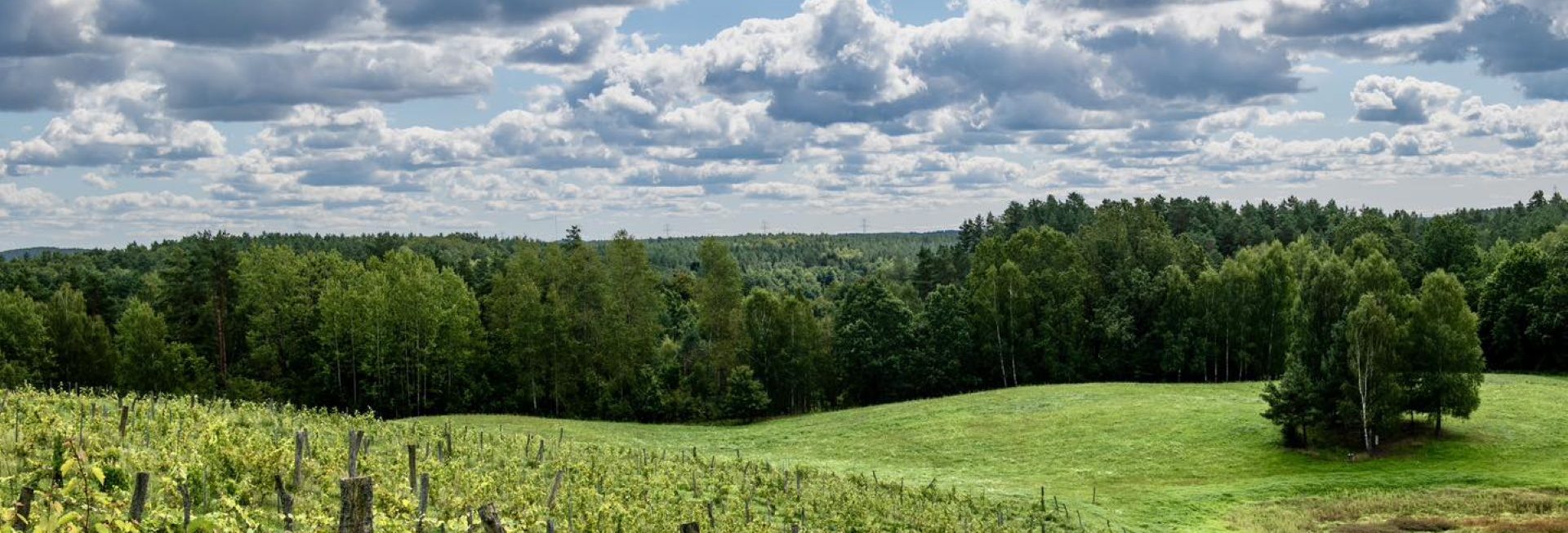 Plakat zapraszający w do miejscowości Barkweda w gminie Dywit na Warmińskie Święto Wina Barkweda.