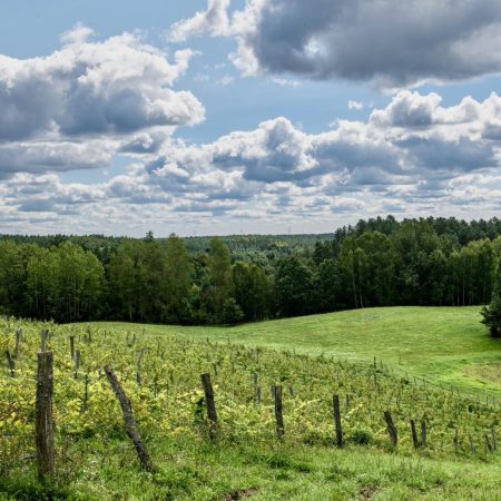 Plakat zapraszający w do miejscowości Barkweda w gminie Dywit na Warmińskie Święto Wina Barkweda.