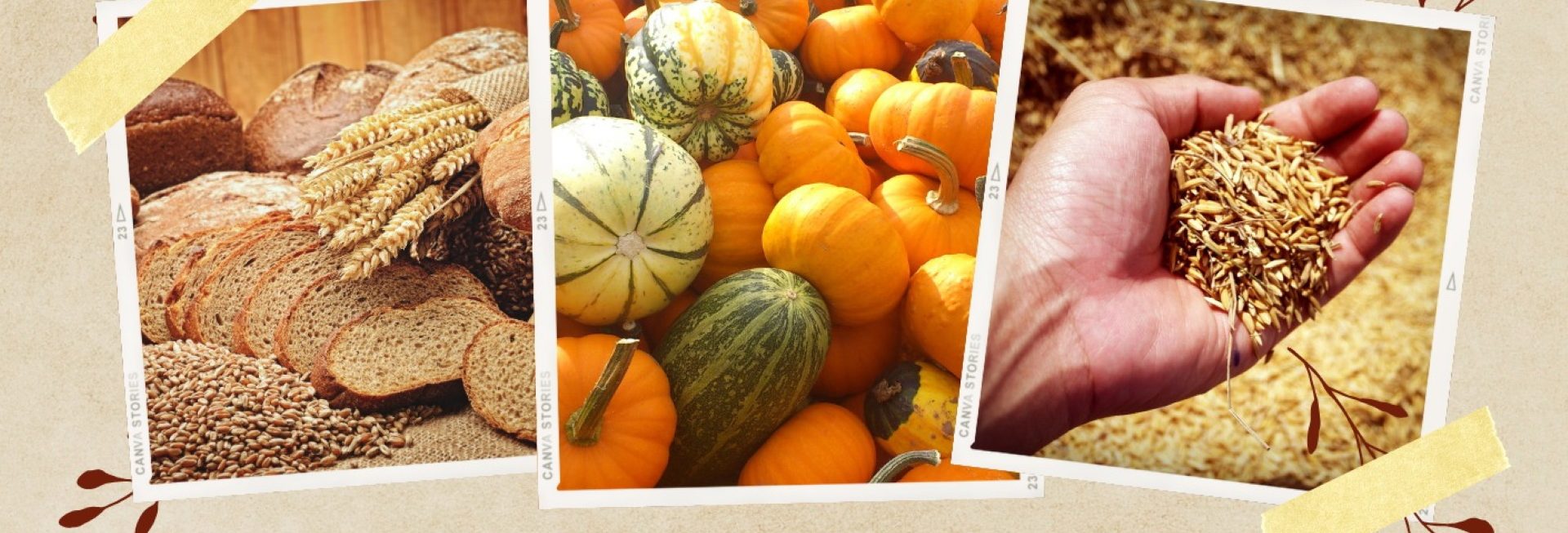 Plakat zapraszający w sobotę 13 września 2025 r. do Fromborka na Dożynki Gminne Frombork 2025. 