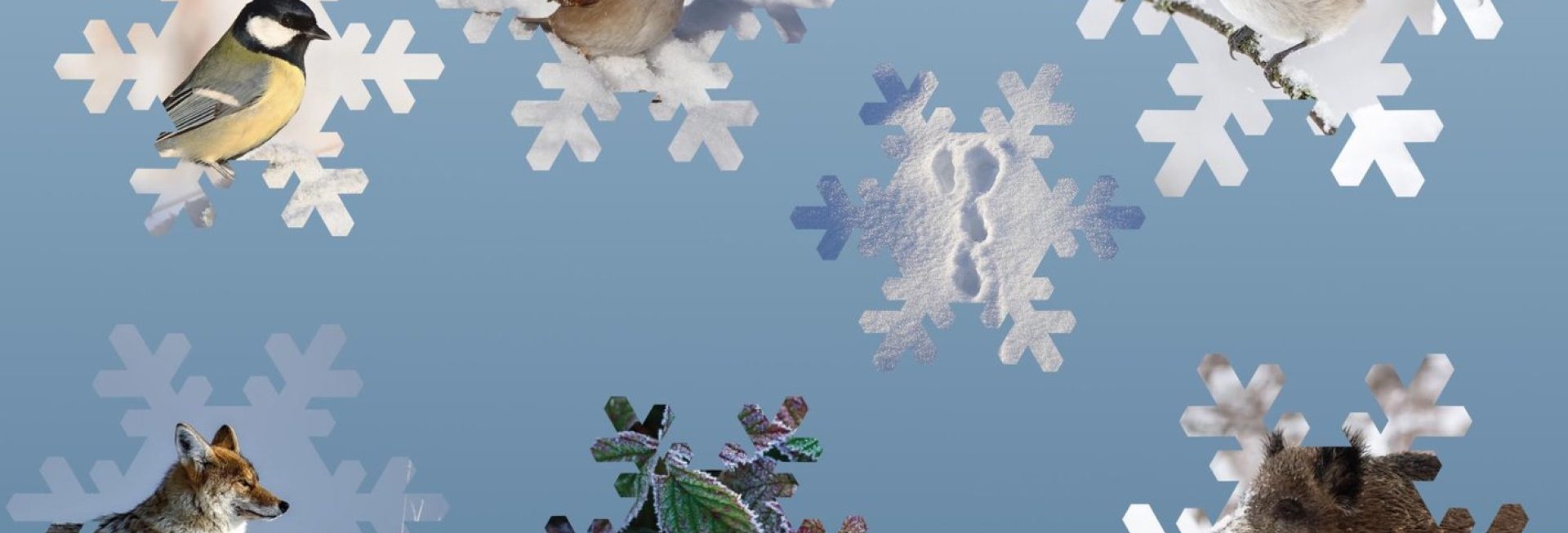 Plakat zapraszający w dniach 19-30 stycznia 2026 r. do Muzeum Przyrody w Olsztynie na ferie zimowe na Warmii i Mazurach 2026 "Ferie w Muzeum Przyrody" Olsztyn 2026.