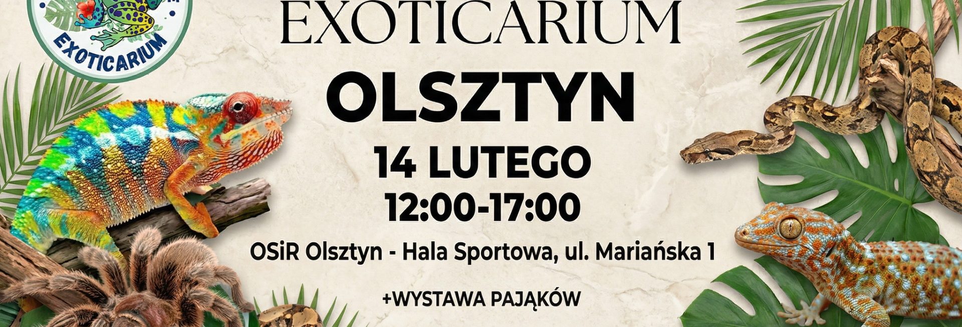 Plakat zapraszający w sobotę 14 lutego 2026 r. do Olsztyna na Targi Terrarystyczne Exoticarium! & Wystawa Pająków Olsztyn 2026. 