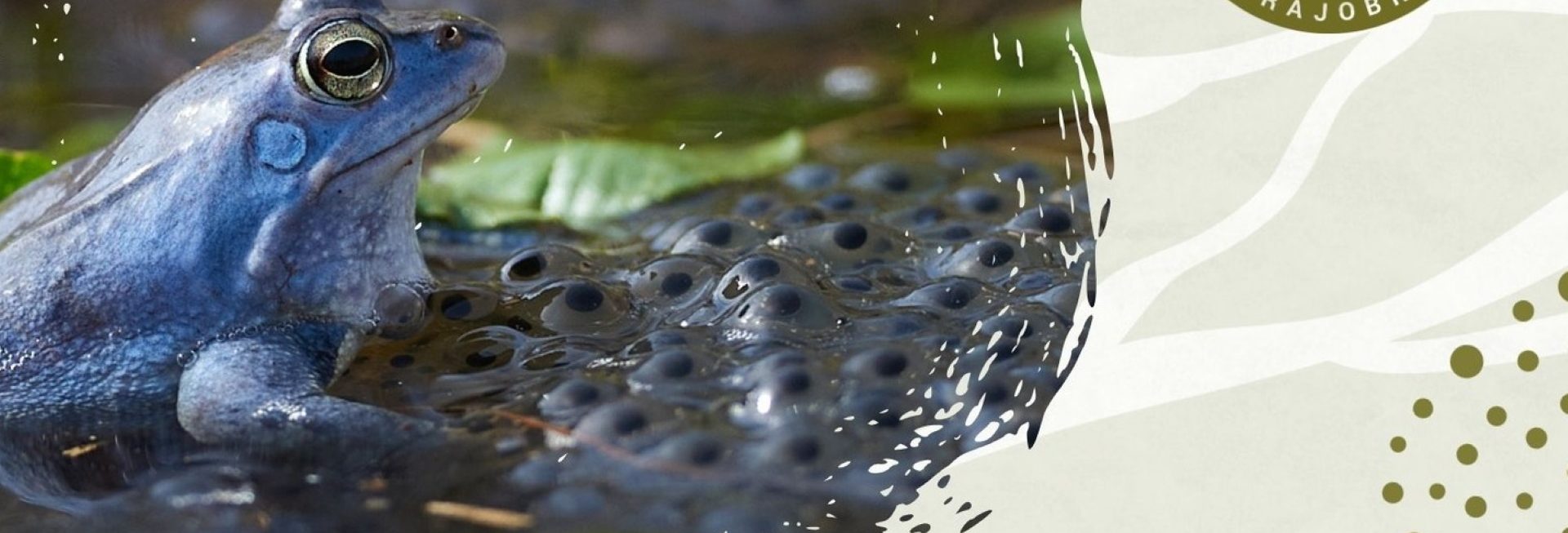 Plakat zapraszający w sobotę 21 marca 2026 r. do Krutyni na Akcję Płazy - Mazurski Park Krajobrazowy Krutyń 2026.