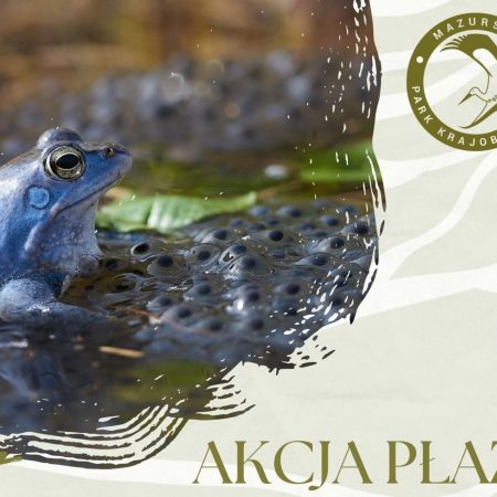 Plakat zapraszający w sobotę 21 marca 2026 r. do Krutyni na Akcję Płazy - Mazurski Park Krajobrazowy Krutyń 2026.